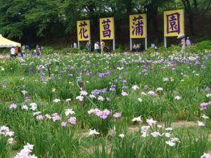 福井あわら市「第38回北潟湖畔花菖蒲まつり」今週末見頃！