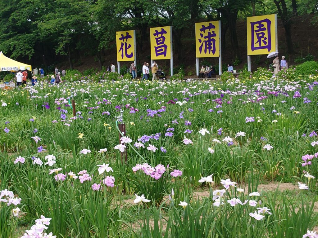 福井あわら市「第38回北潟湖畔花菖蒲まつり」今週末見頃!