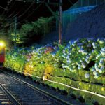 【朗報】「箱根登山電車」あじさいのライトアップ始まる!