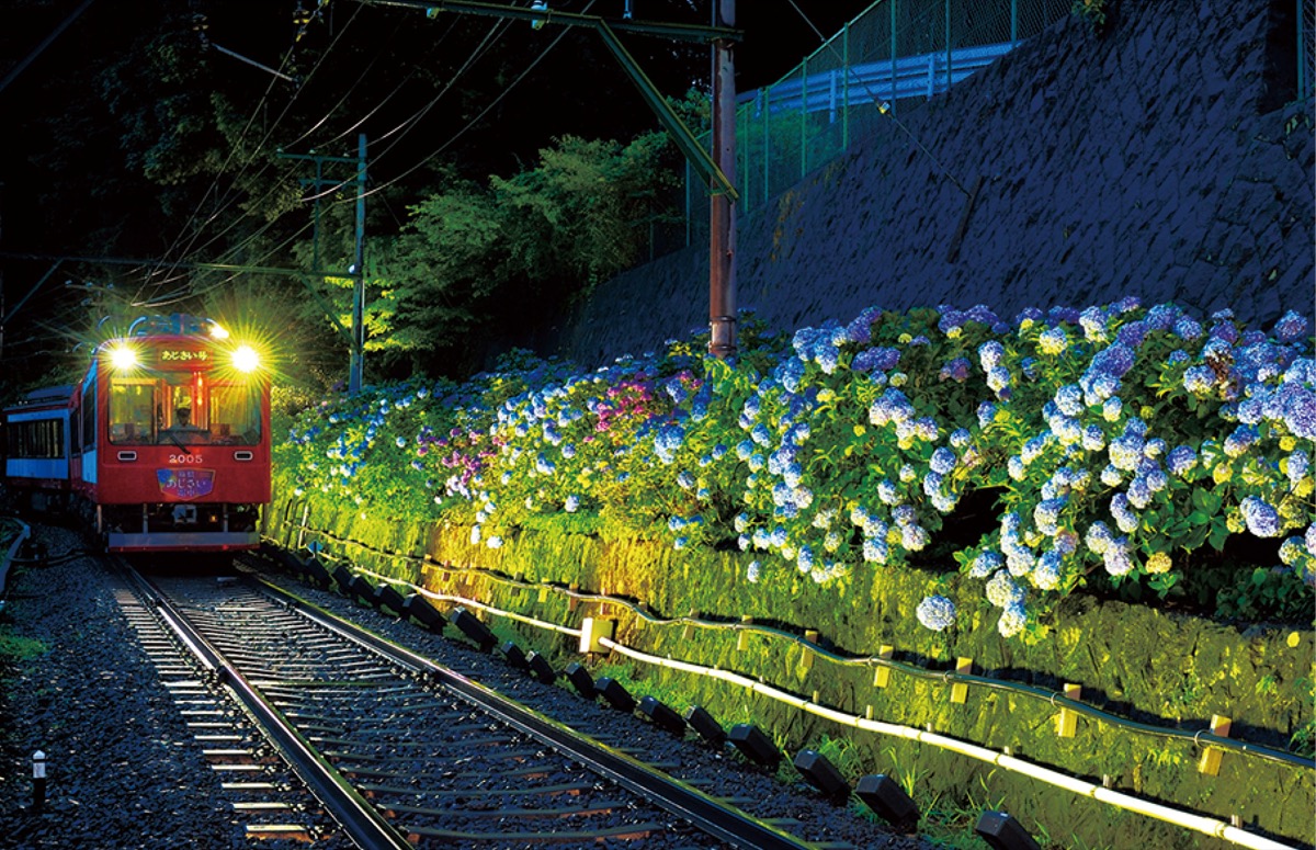 【朗報】「箱根登山電車」あじさいのライトアップ始まる!