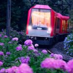 箱根「あじさい電車」約7,000株のあじさいの中を進む絶景車窓！