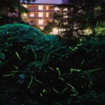 神奈川「箱根小涌園・蓬莱園」にホタルが飛び交う幻想的な光！