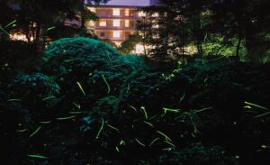 神奈川「箱根小涌園・蓬莱園」にホタルが飛び交う幻想的な光！