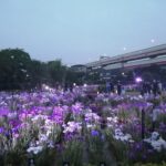 葛西「堀切菖蒲園ライトアップ」幻想的なハナショウブの世界!