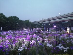 葛西「堀切菖蒲園ライトアップ」幻想的なハナショウブの世界!