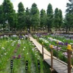 足立区、ハナショウブの名所「しょうぶ沼公園」イベント開催!