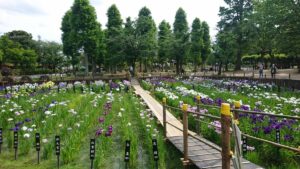 足立区、ハナショウブの名所「しょうぶ沼公園」イベント開催！