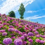 【朗報】今が見頃!関西の「あじさいスポット」おすすめ3選!