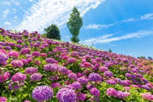 【朗報】今が見頃！関西の「あじさいスポット」おすすめ３選！