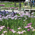 神戸市「須磨離宮公園」でアジサイとハナショウブが見頃！