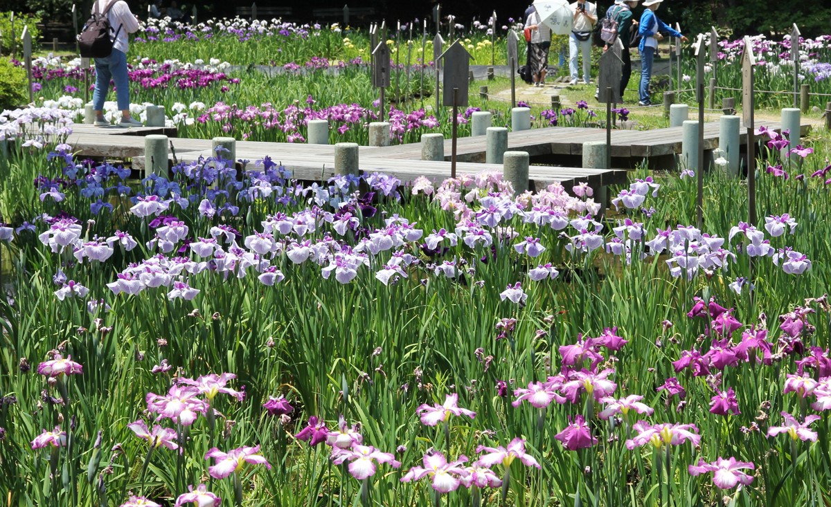 神戸市「須磨離宮公園」でアジサイとハナショウブが見頃!