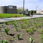 【悲報】釧路市、公園のチューリップ500本を鹿がペロリ完食!ww