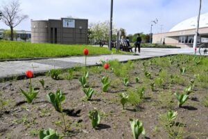 【悲報】釧路市、公園のチューリップ500本を鹿がペロリ完食！ｗｗ