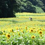 無料開放!横須賀「くりはま花の国」100万本のひまわり畑!