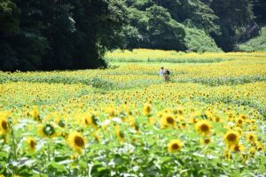 無料開放!横須賀「くりはま花の国」100万本のひまわり畑!