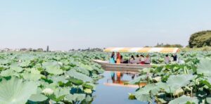 館林市、つつじが岡公園「夏の城沼・花ハスまつり」7月10日から