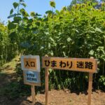 埼玉「鶴ヶ島グリーンパーク」に「ひまわり迷路」が登場！