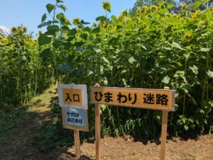 埼玉「鶴ヶ島グリーンパーク」に「ひまわり迷路」が登場！