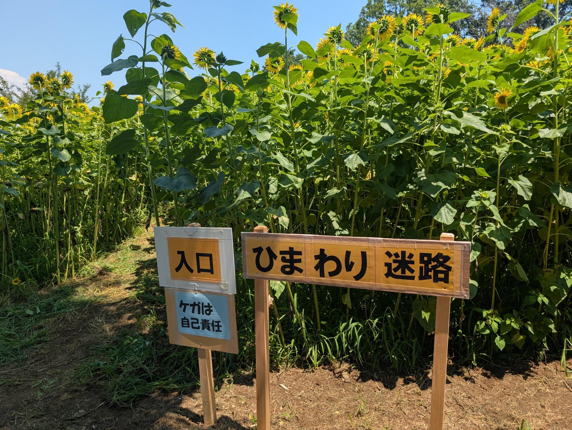 埼玉「鶴ヶ島グリーンパーク」に「ひまわり迷路」が登場!
