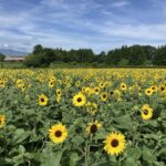 宮城「みちのく杜の湖畔公園」約3,200本のヒマワリが咲き誇る!