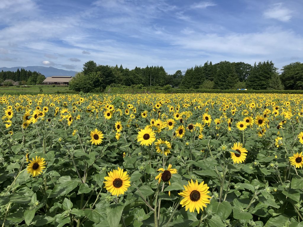 宮城「みちのく杜の湖畔公園」約3,200本のヒマワリが咲き誇る!
