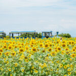 横須賀「ソレイユの丘」圧巻のヒマワリ10万本！写真映え確定！