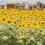 千葉「 成田ゆめ牧場」圧巻!10万本のヒマワリが見ごろです!