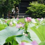 小田原城址公園で大輪のハスが見頃、午前中の鑑賞がおすすめ!