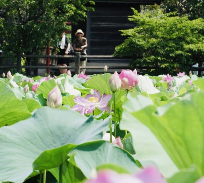 小田原城址公園で大輪のハスが見頃、午前中の鑑賞がおすすめ!