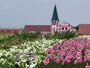 千葉「東京ドイツ村」丘一面、3万株のユリが涼し気に咲き誇る