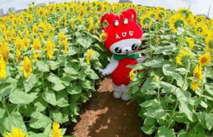 海老名市「ヒマワリ畑」が今見頃!美しい風景を満喫しよう!