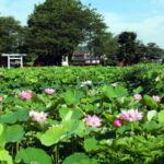 町田市に新たな癒しスポット!「小山田蓮田緑地」7/26開園!