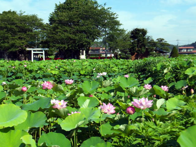 町田市に新たな癒しスポット！「小山田蓮田緑地」7/26開園！