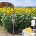 高崎市「はにわの里 ひまわり迷路」で6万本が満開!8月末まで