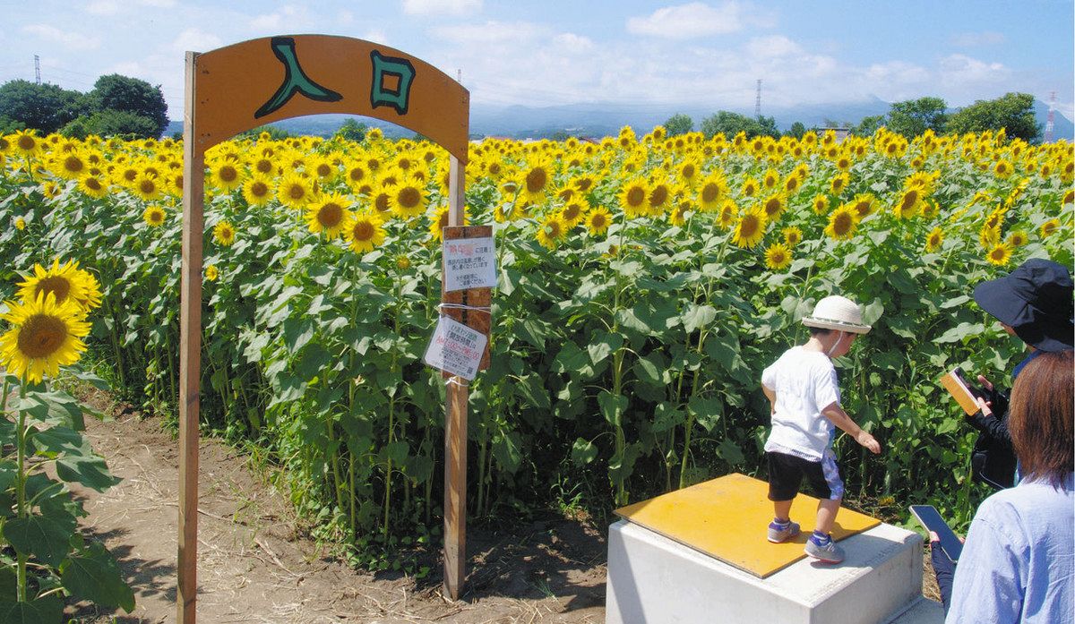 高崎市「はにわの里 ひまわり迷路」で6万本が満開!8月末まで