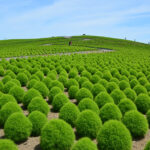 茨城「ひたち海浜公園」でコキアが見ごろ！約4万本の緑の絨毯！