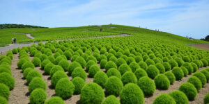 茨城「ひたち海浜公園」でコキアが見ごろ！約4万本の緑の絨毯！