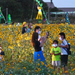 仙台市、７万個のLEDがヒマワリ畑を飾る幻想的なイベント！