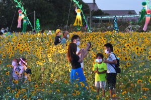 仙台市、７万個のLEDがヒマワリ畑を飾る幻想的なイベント！