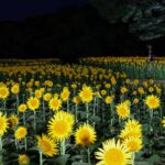 立川「国営昭和記念公園」夏の夜間開園「ほしぞら散歩」8/9~