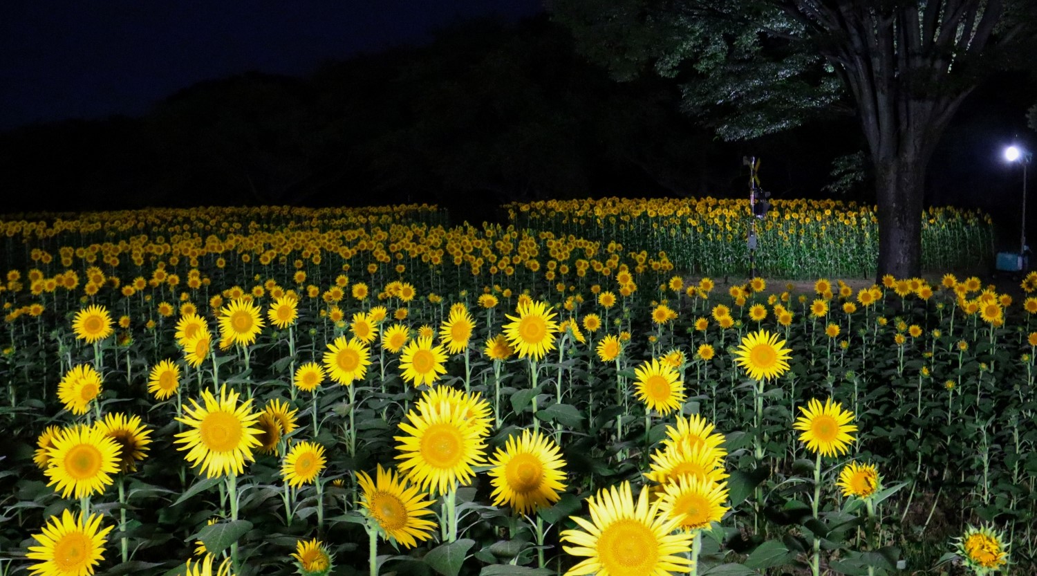 立川「国営昭和記念公園」夏の夜間開園「ほしぞら散歩」8/9~