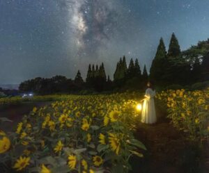 大分「くじゅう花公園」5万本のひまわりが圧巻！ナイトパークも開催！