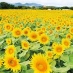 「座間のヒマワリ畑」首都圏随一の規模、55万本がほぼ満開!
