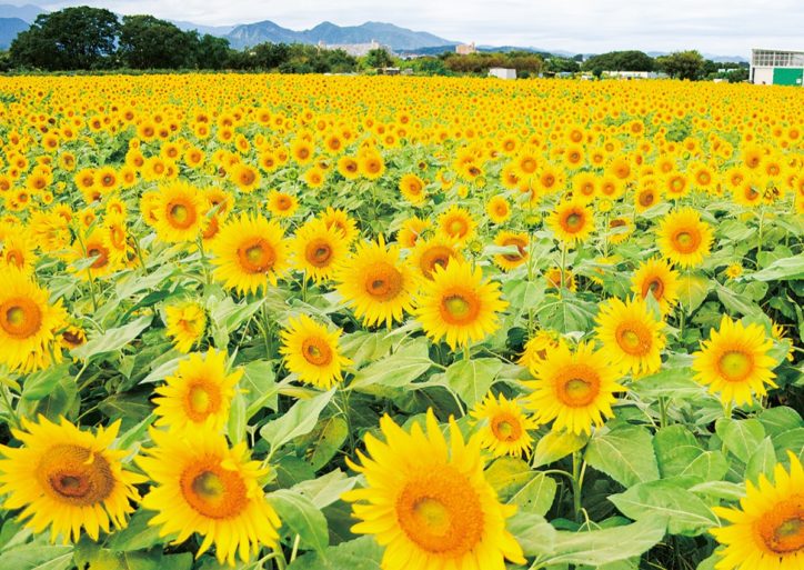 「座間のヒマワリ畑」首都圏随一の規模、55万本がほぼ満開！