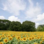 滋賀県「ブルーメの丘」今が満開！３０万本のひまわりが絶景！