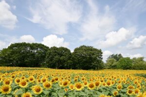 滋賀県「ブルーメの丘」今が満開！３０万本のひまわりが絶景！