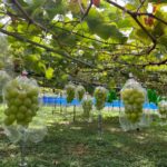 埼玉・秩父地方に「ぶどう狩り」シーズン到来！出来は最高！