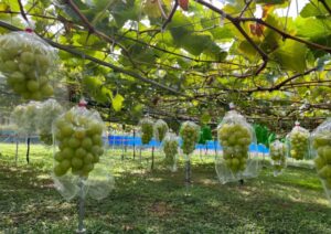埼玉・秩父地方に「ぶどう狩り」シーズン到来！出来は最高！