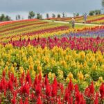 栃木「那須フラワーワールド」ケイトウが見頃！鮮やか秋の彩り