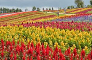 栃木「那須フラワーワールド」ケイトウが見頃！鮮やか秋の彩り